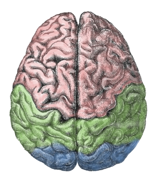 Illustration for article titled Why Are So Few People Left-Handed?